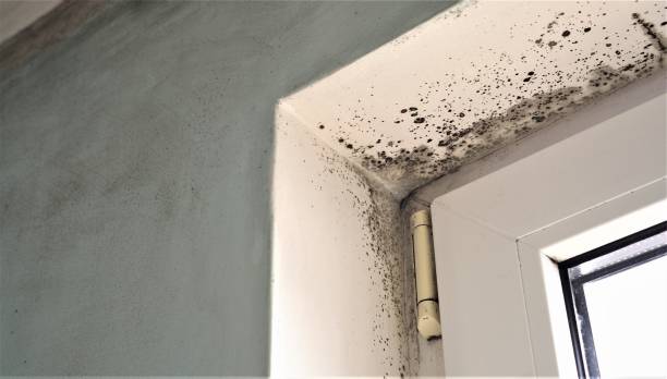 Best HVAC Mold Inspection and Cleaning  in Harpersville, AL