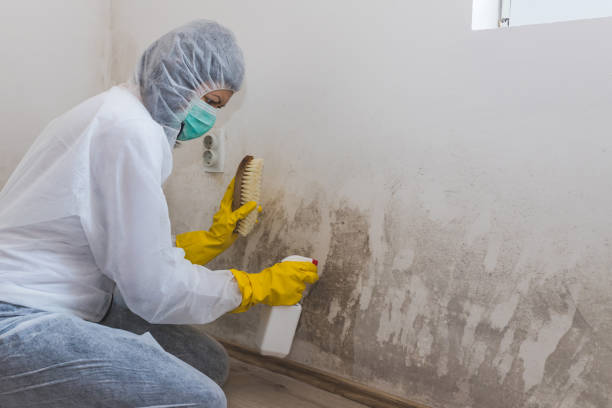 Best Water Damage & Mold Remediation  in Harpersville, AL