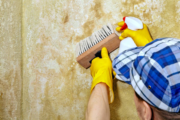 Best Mold Prevention Services  in Harpersville, AL