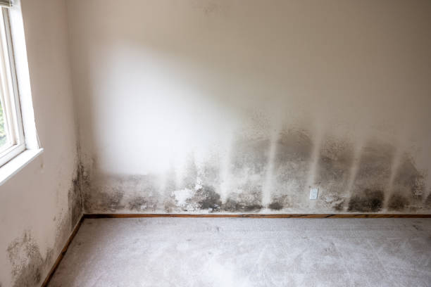 Best Dehumidification Services  in Harpersville, AL