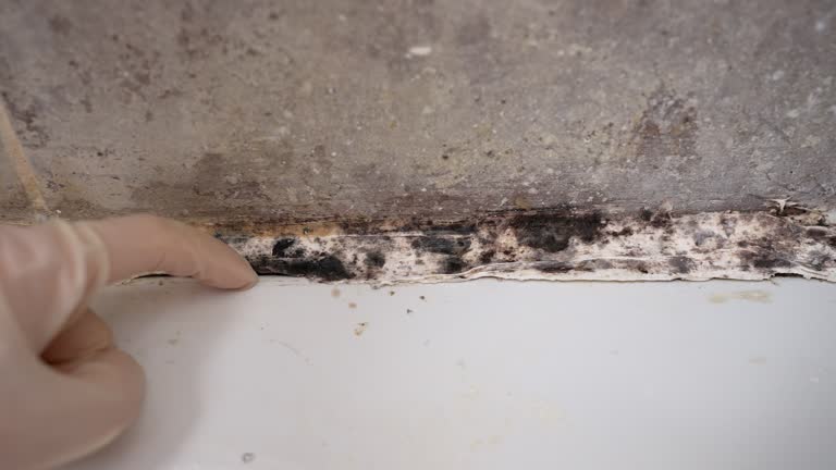 Best Air Quality Testing for Mold Spores  in Harpersville, AL